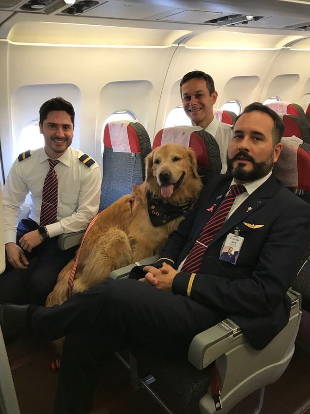 Private Jet Charter for Families and Pets.