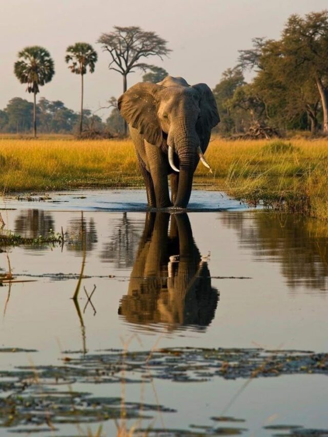 10 Countries with the Most Elephants in the Wild.